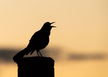Silhouette of bird perching on wooden post