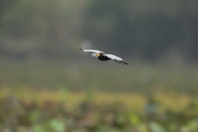 Bird flying in the sky