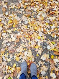 Low section of person standing on autumn leaves