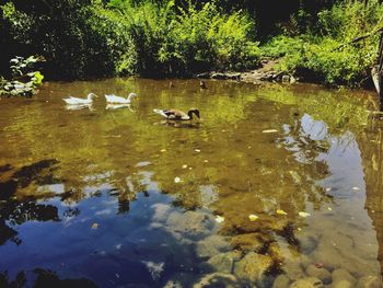 Ducks swimming in lake