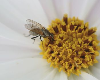 Close-up of insect on white flower