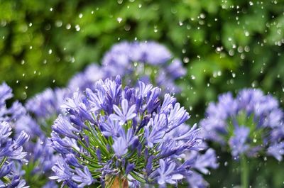 Close-up of purple flowering plant