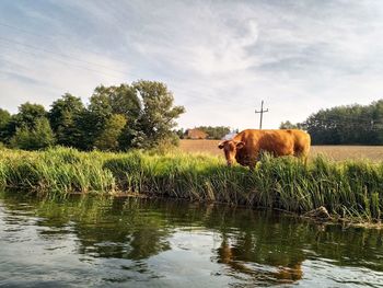 Horse in a field