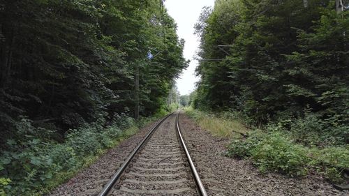 Railway tracks amidst trees