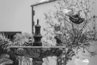 Birds flying in the wall