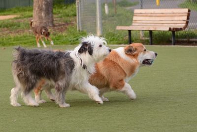 View of dogs on field