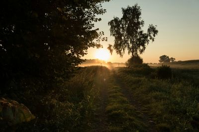 Sun shining through trees on grassy field