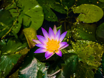 Close-up of lotus water lily in pond