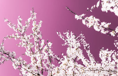 Low angle view of cherry blossoms against sky