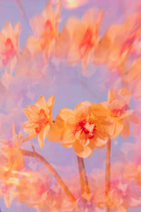 Close-up of pink flowers