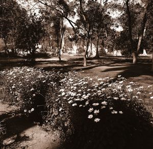 Street amidst trees in park