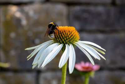 Bee pollinating on white coneflower