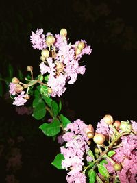 Close-up of bougainvillea blooming outdoors