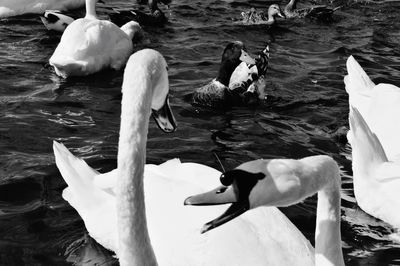 White swan on the lake