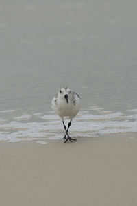 Seagull perching on shore