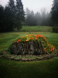 View of flowering plants in garden