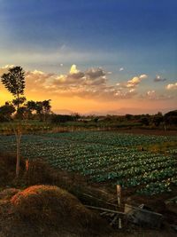 Scenic view of field against sky during sunset