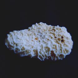 Close-up of jellyfish against black background