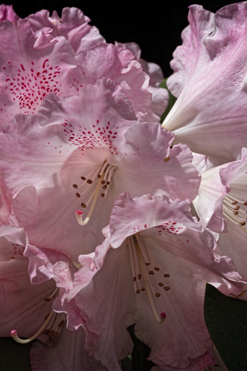 CLOSE-UP OF CHERRY BLOSSOM