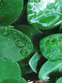 Full frame shot of water drops on plant