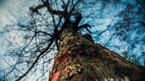 Low angle view of bare tree against sky
