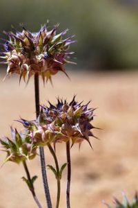 Close-up of flowers against blurred background