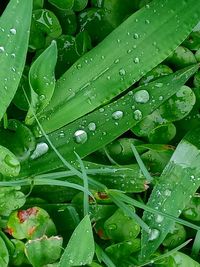 Full frame shot of wet leaves