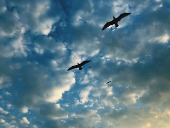 Low angle view of silhouette birds flying in sky