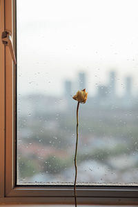 Close-up of wet glass window in rainy season