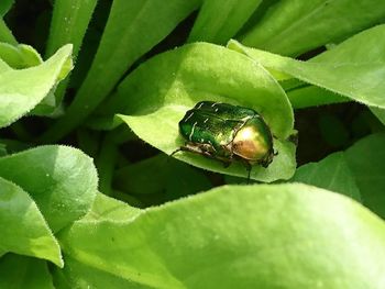 Close-up of insect on leaf