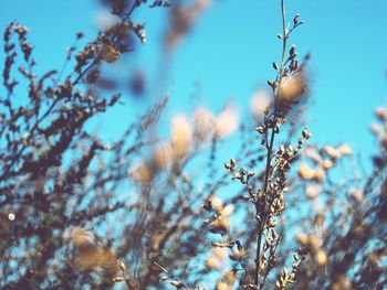 Close-up of plant against blue sky