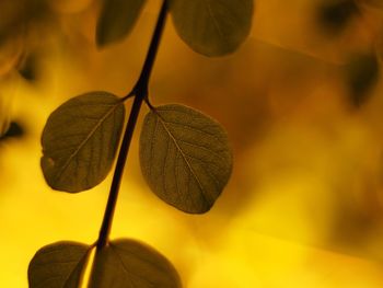 Close-up of yellow leaves