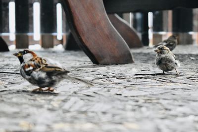 Close-up of two birds