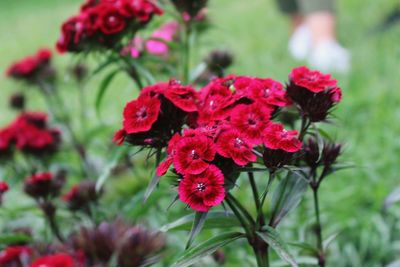 Close-up of pink flowers