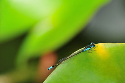 Close-up of insect on leaf