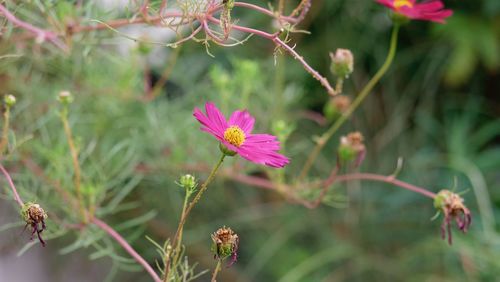 Close-up of pink flowering plant