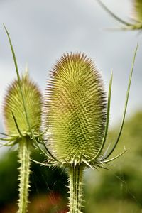 Close-up of thistle plant against sky