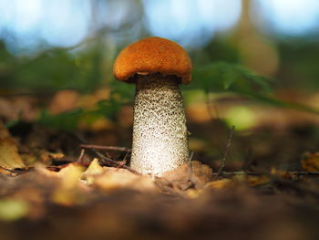 Edible mushrooms in the forest in autumn. close-up.