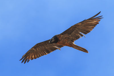 Low angle view of eagle flying against clear blue sky