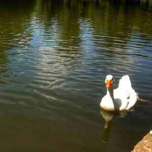 Swan swimming in lake