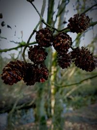 Close-up of berries growing on plant