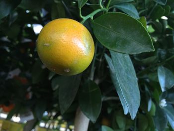 Close-up of fruit on tree