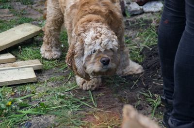 Dog standing by person on field at yard