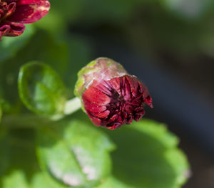 Close-up of red flower