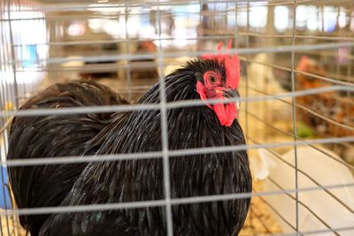 Close-up of a bird in cage