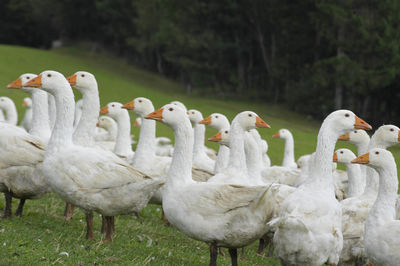 A gaggle of white geese walking on a green meadow