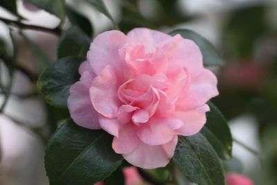 Close-up of pink rose