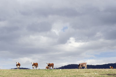 Cows grazing in pasture against cloudy sky