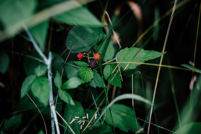 Close-up of insect on leaf