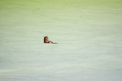 High angle view of bird on rock